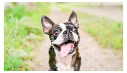 Boston Terrier Names: Finding the Perfect Moniker for Your Lively