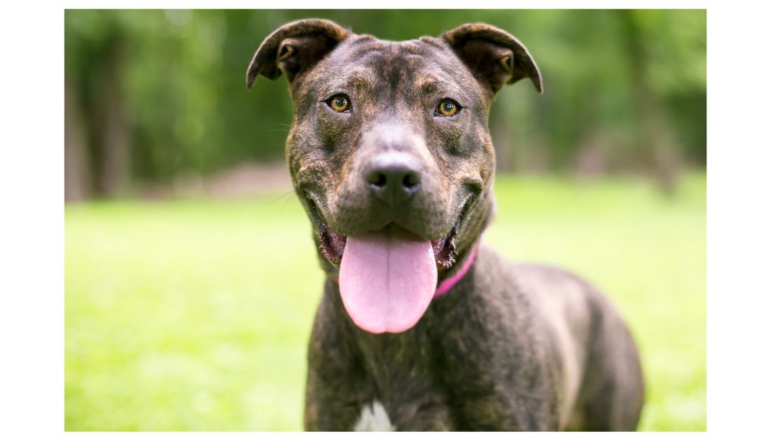 Brindle Pup