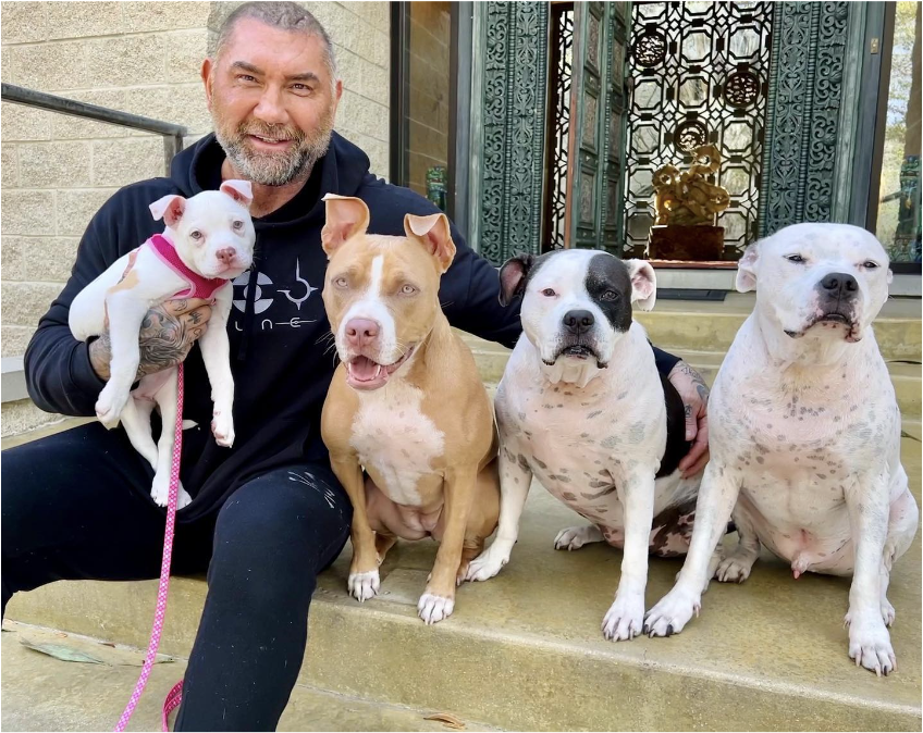 Celebrities Own Pitbulls - David Bautista and his dogs