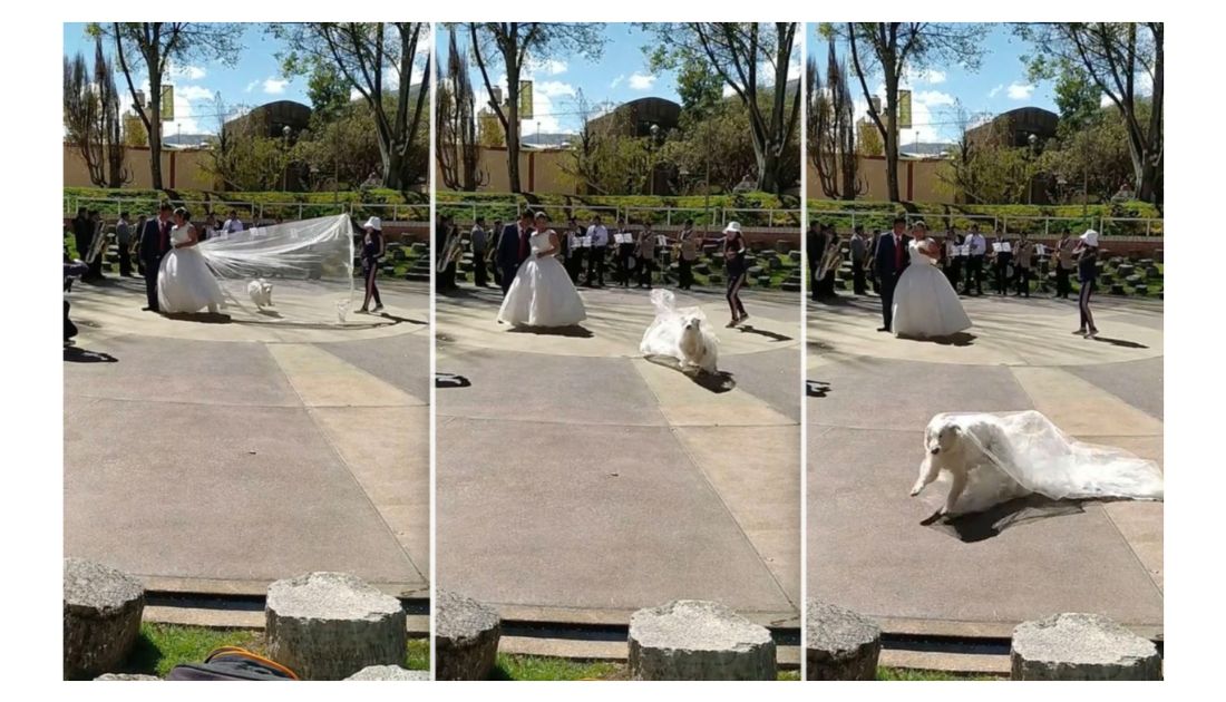 Dog Swipes Bride's Veil