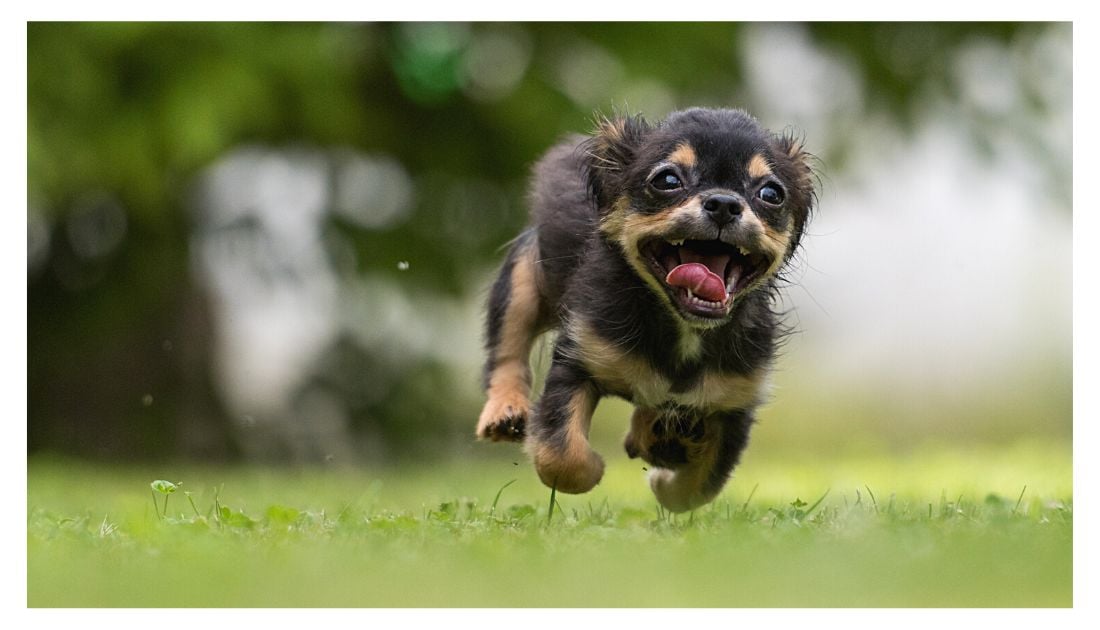 Cute Dog Names That Start With N