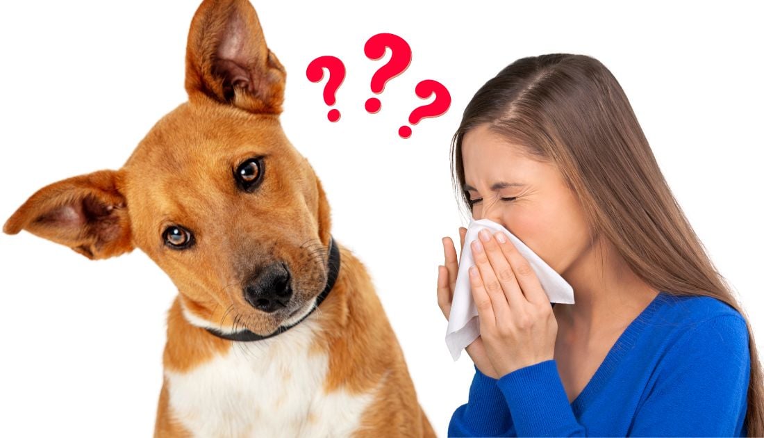 Find Out If You’re Allergic To Your Dog