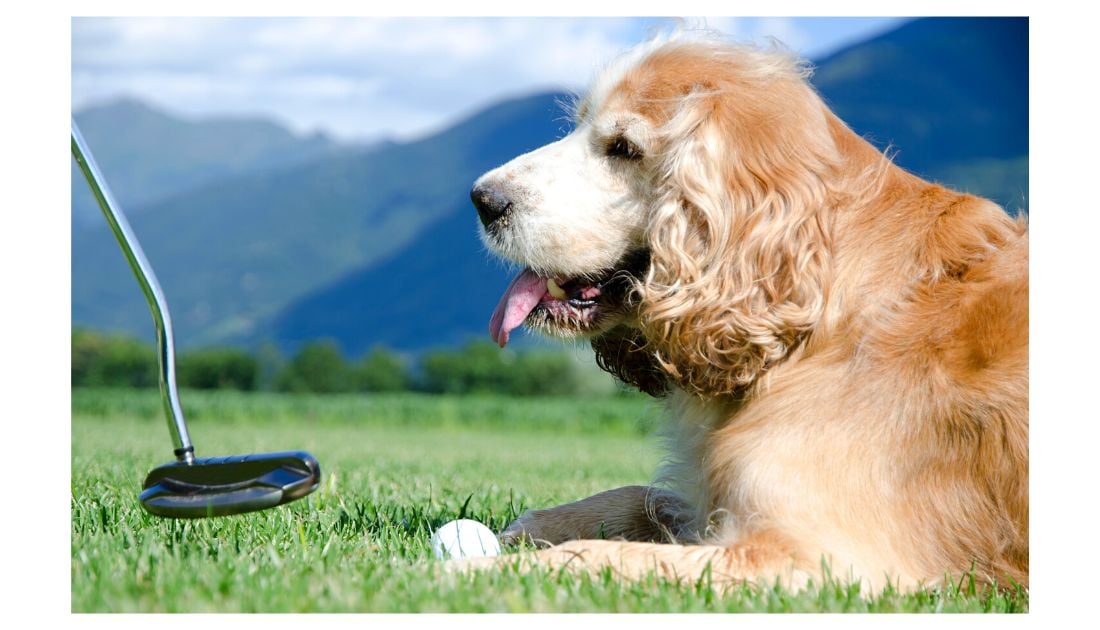 Golf Related Dog Names