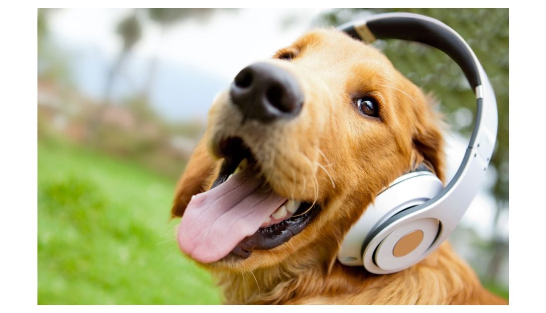 Musical Dog Names - Golden retriever with headphone on
