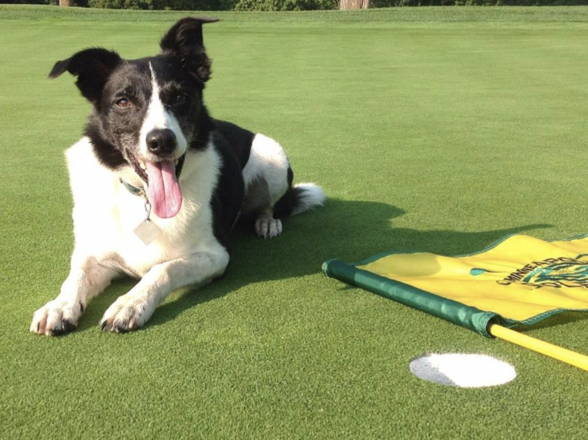golf related dog names - dog in a golf course