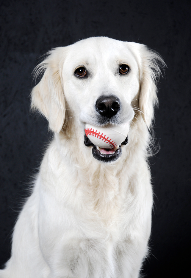 dog with baseball ball in mouth: Baseball dog names