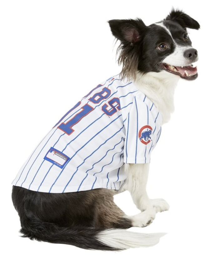 baseball dog names: Chicago cubs