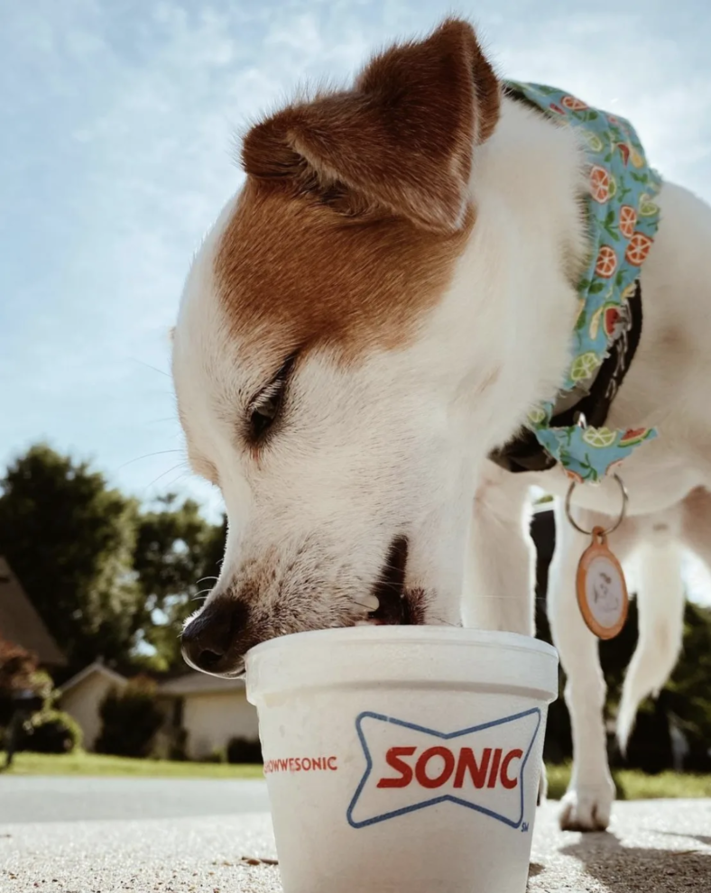 The Starbucks Puppuccino + 15 Places to Get FREE Pup Cups Rocky Kanaka