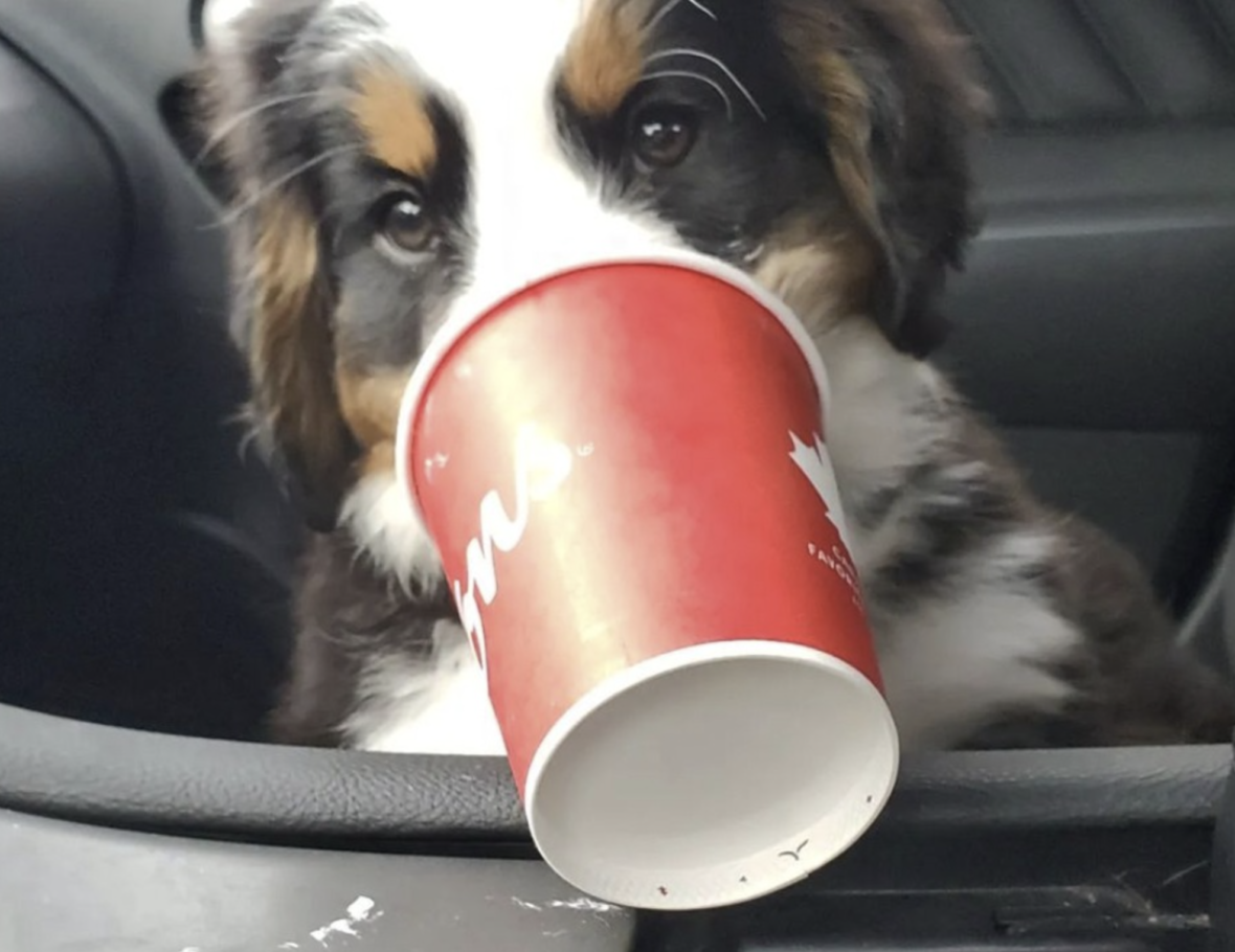 dog having Timbits Pup Cup