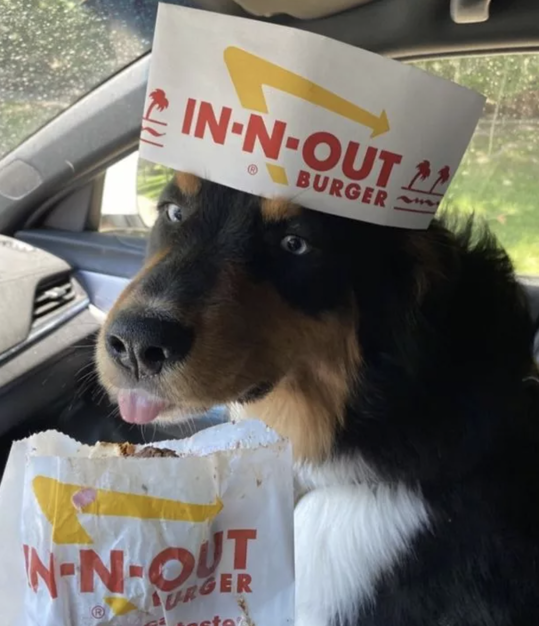 a dog eating In n Out pup patty