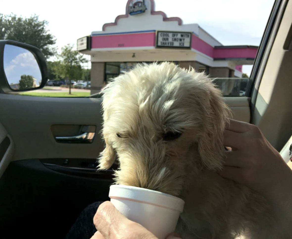 a pup having Puppy Cup of Custard