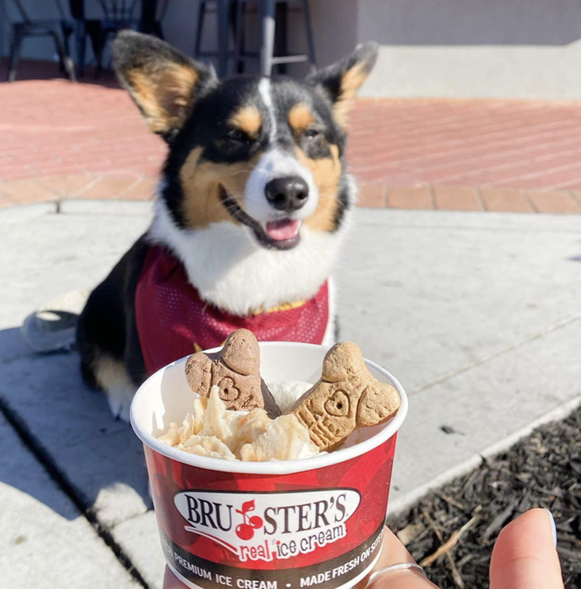a pup getting a doggie sundae at Brusters