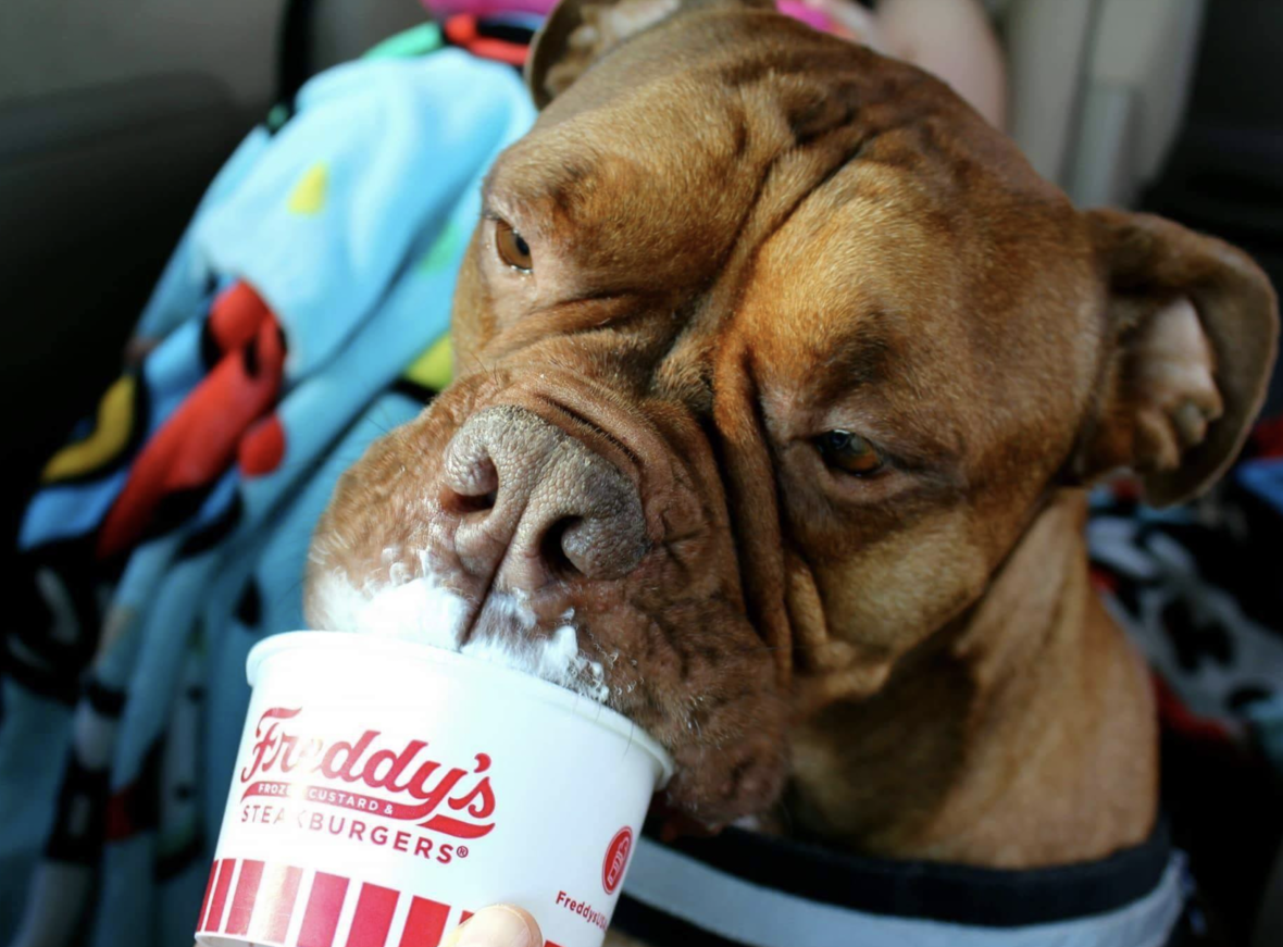 A bulldog having Freddi's Frozen Pup cup