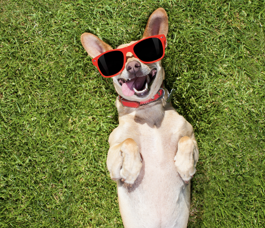 weed related dog names - smiley dog lay on the grass with sunglasses on