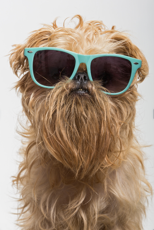 a fluffy dog with sunglasses on