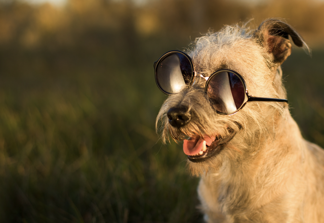 weed related dog names - stoner dog with sunglasses
