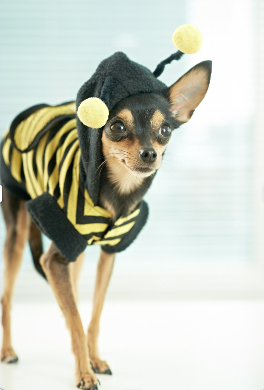 dog in a bee custom: Disney Dog Names
