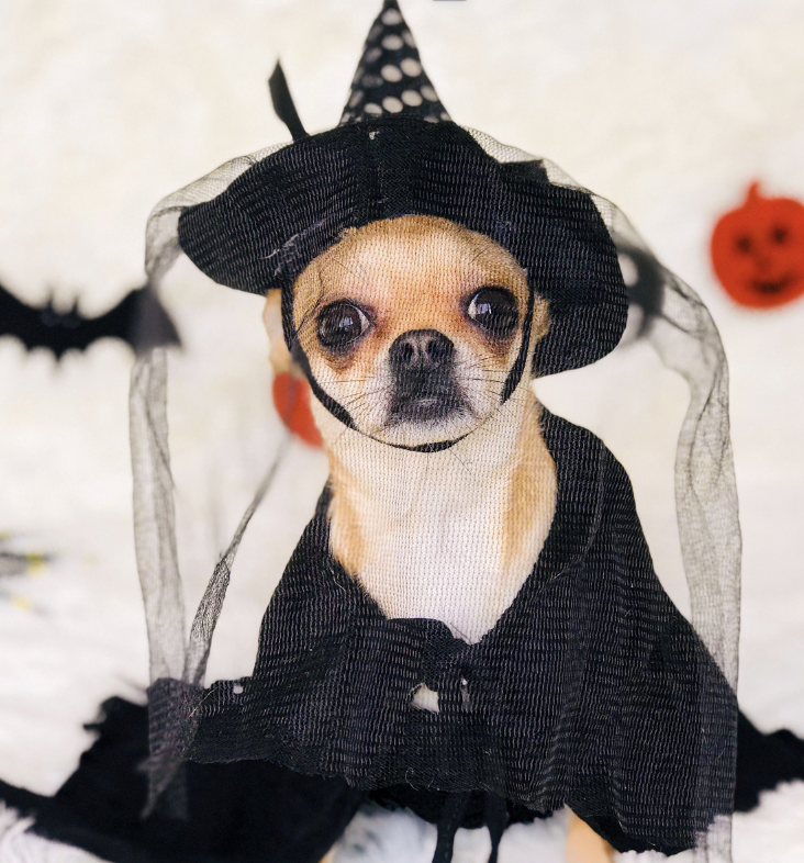 Dog in a witch costum: Disney Dog Names