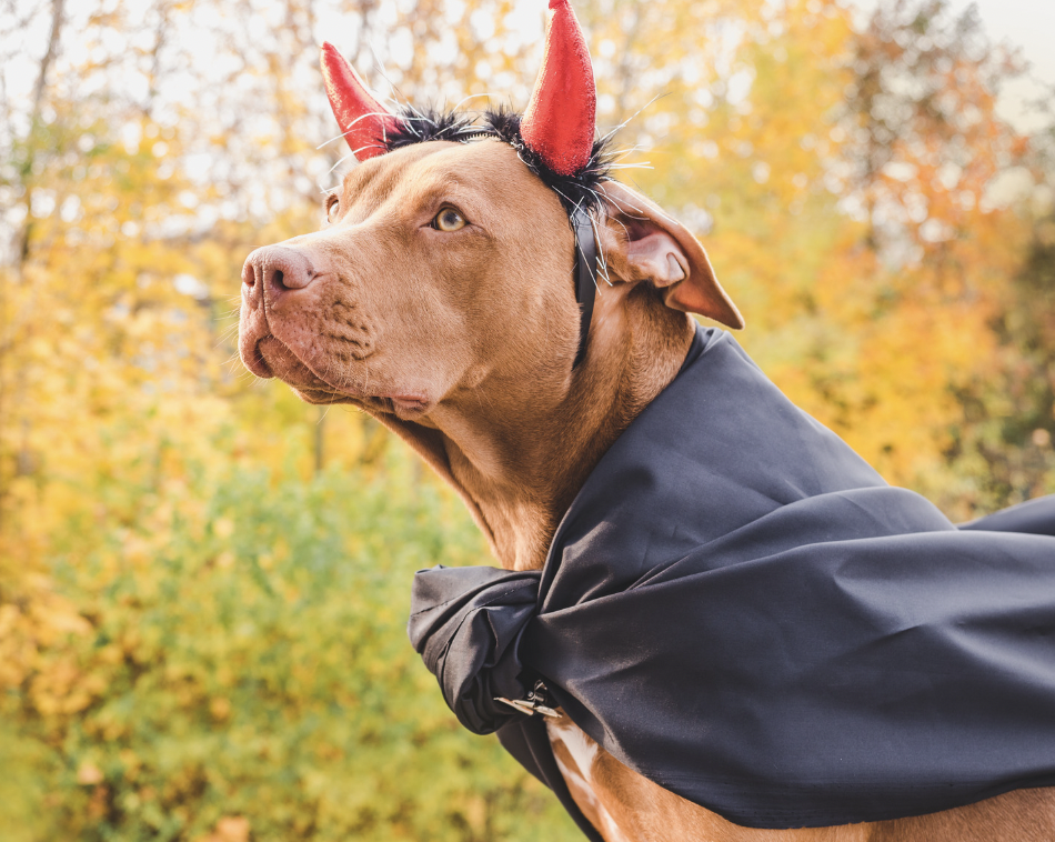 pitbull in disney costume