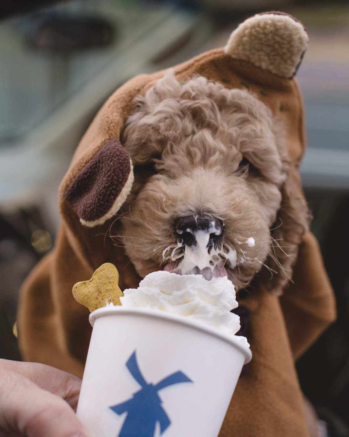 cute pup eating pup cups at Dutchbros
