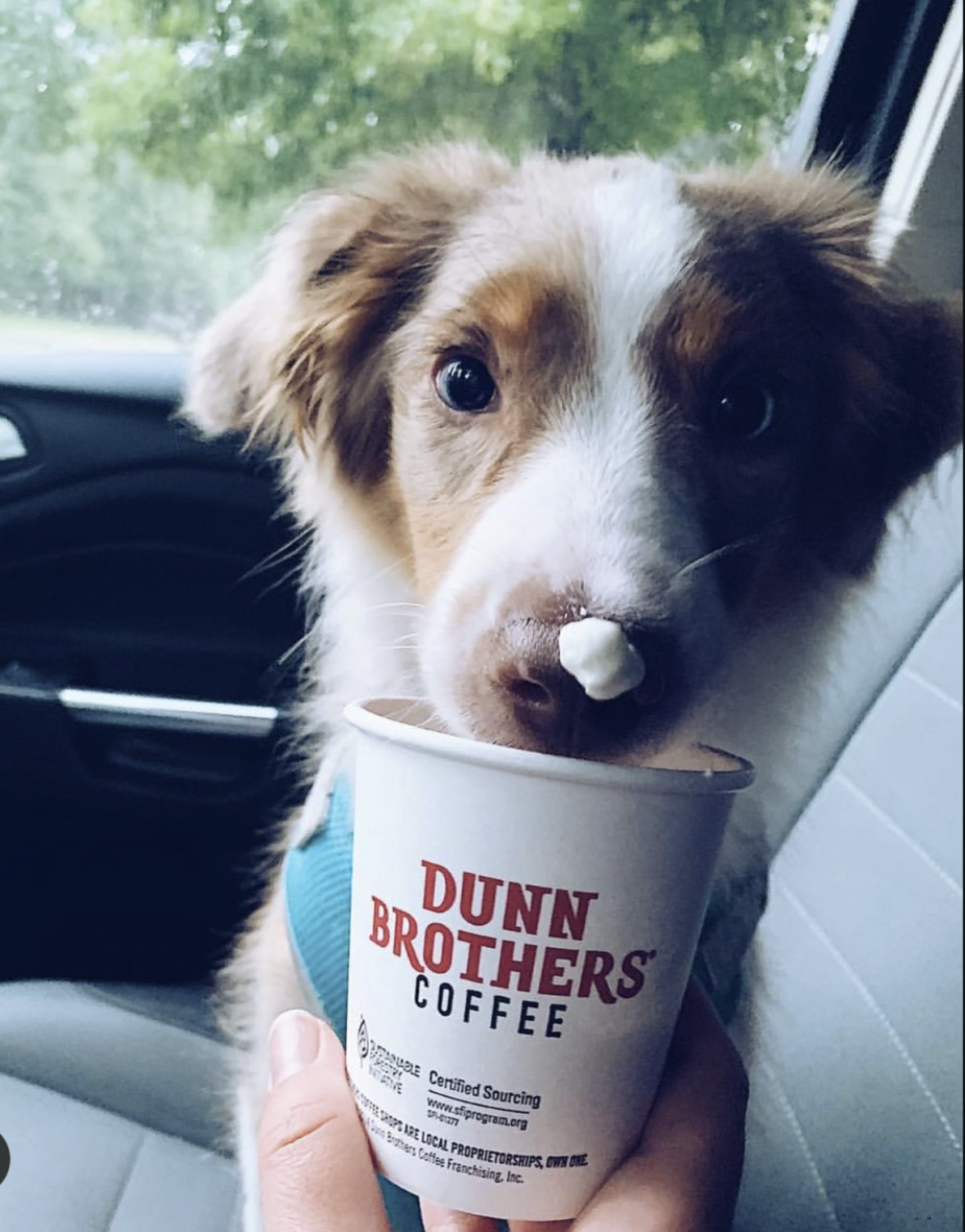 dog eating puppuccino