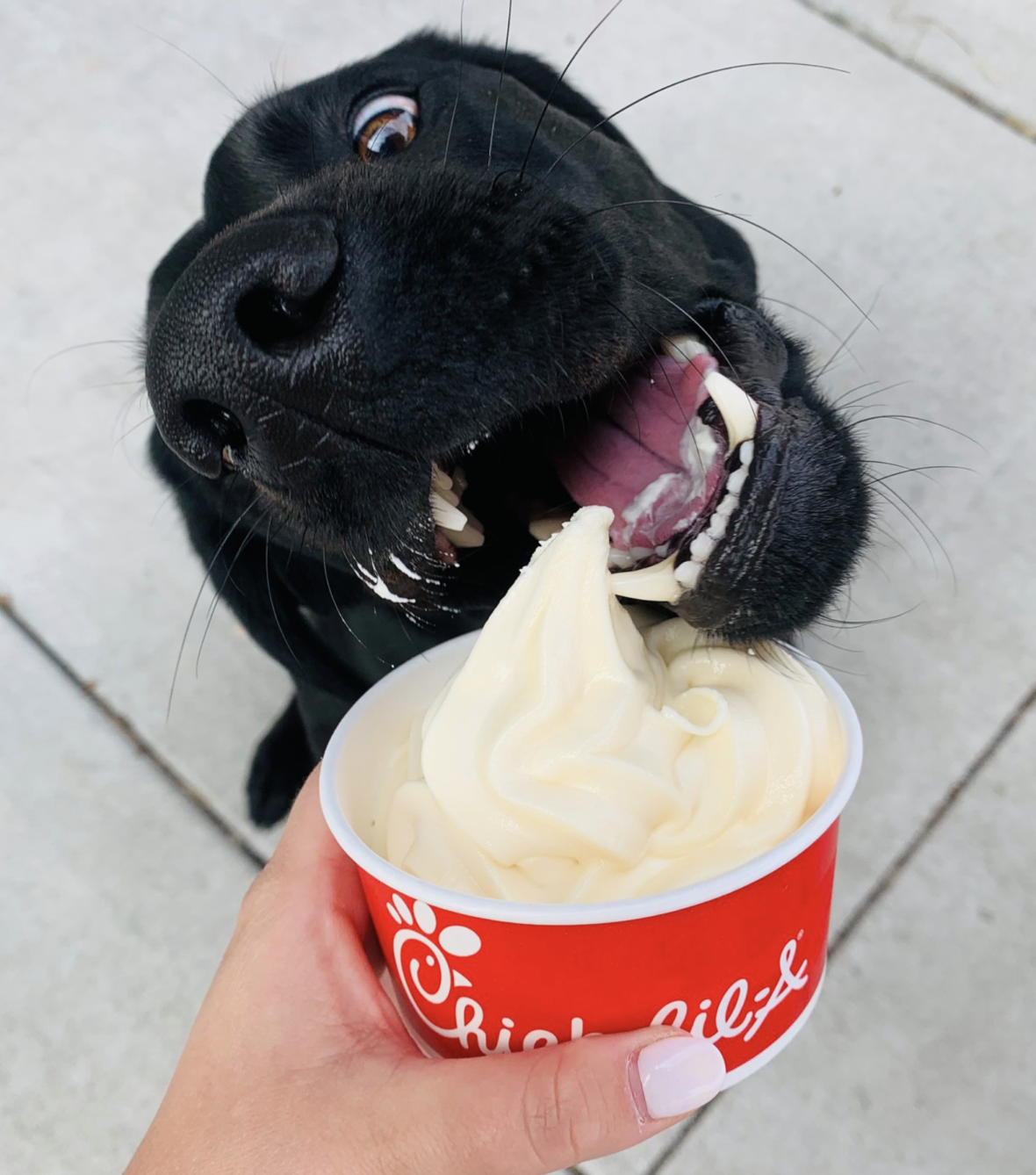 dog eating chil fil a pup cup