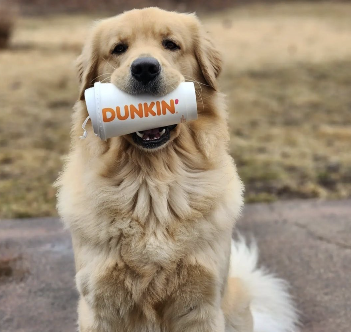 A retriever has Dunkin cup in its mouth