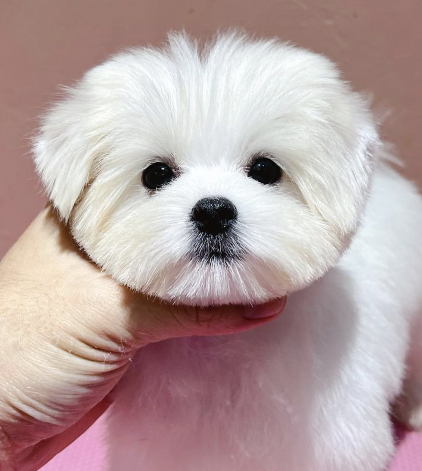 The Art of Maltese Haircuts: 12 Styles to Transform Your Furry ...