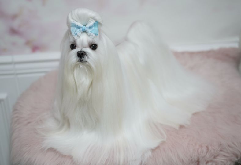 The Art of Maltese Haircuts: 12 Styles to Transform Your Furry ...