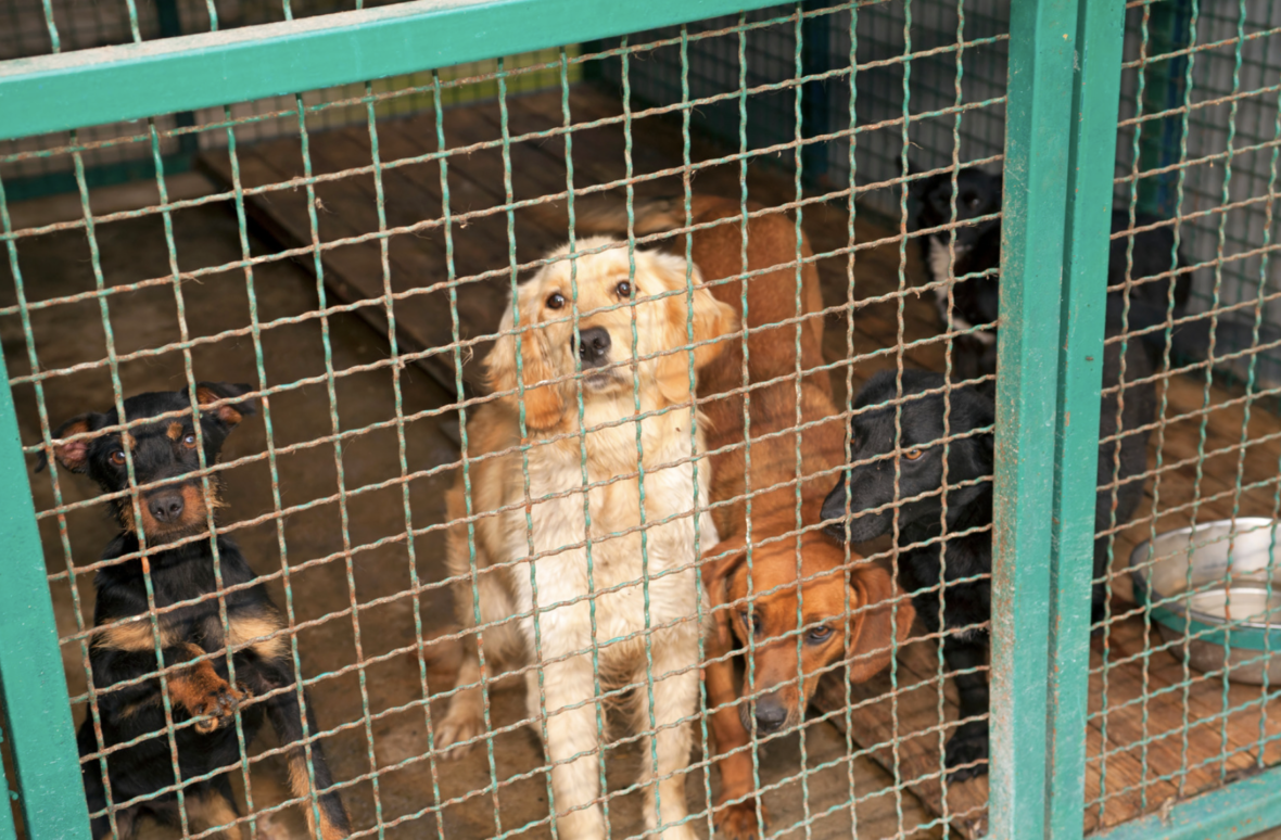  Debate Between Dog Breeders and Adoption Advocates - A dog in the shelter