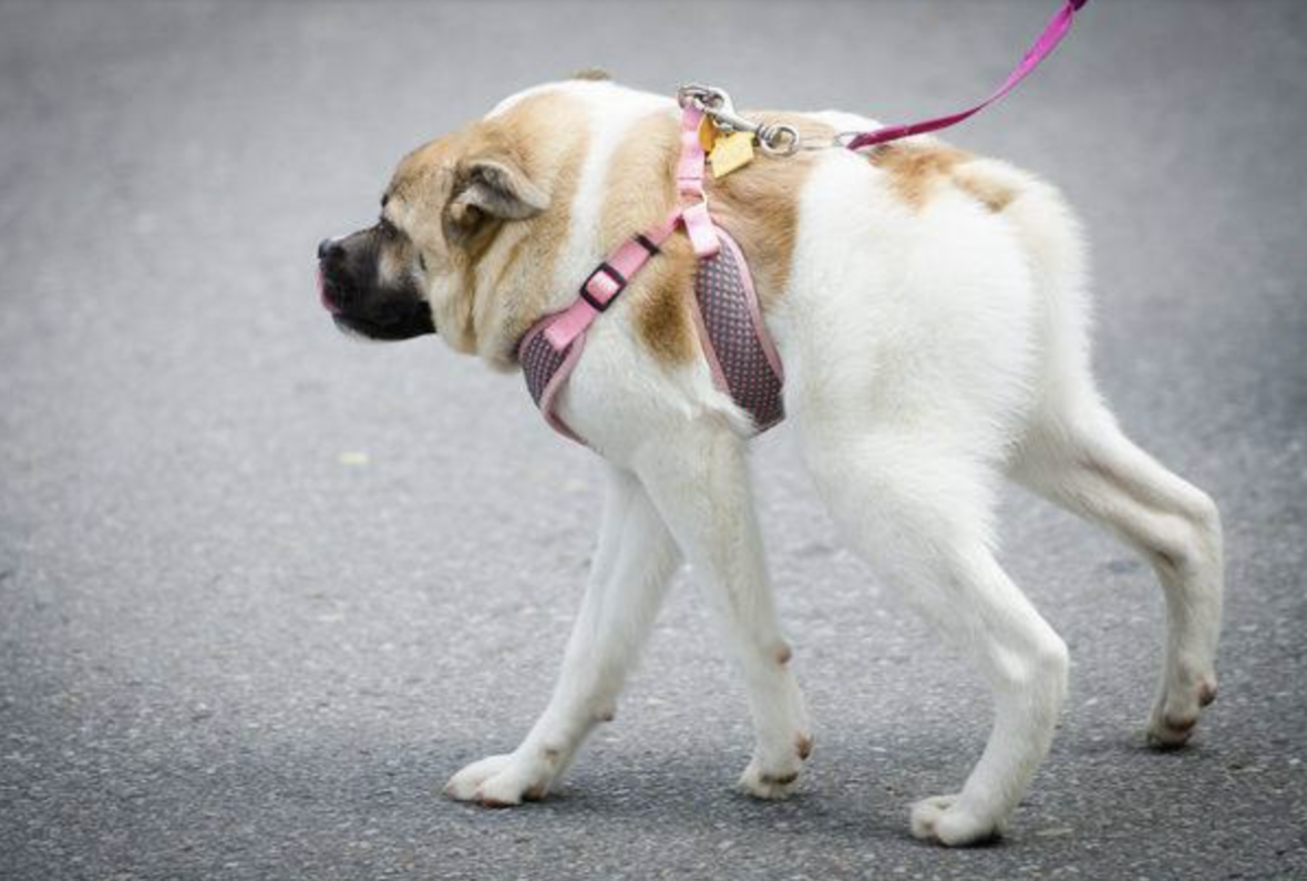 The Debate Between Dog Breeders and Adoption Advocates: Genetic abnormalities