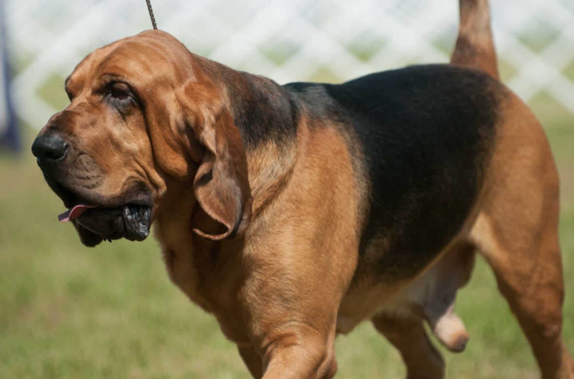 A bloodhound: Debate Between Dog Breeders and Adoption Advocates