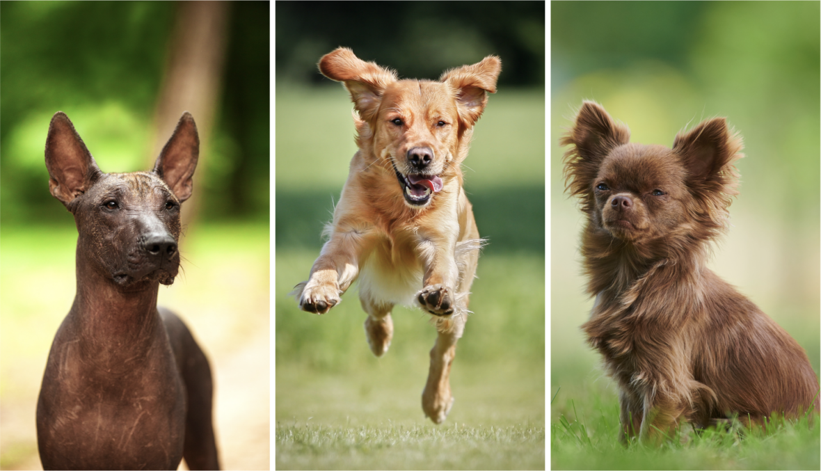 The Debate Between Dog Breeders and Adoption Advocates: A chihuahua, golden retriever and a Xoloitzcuintli 