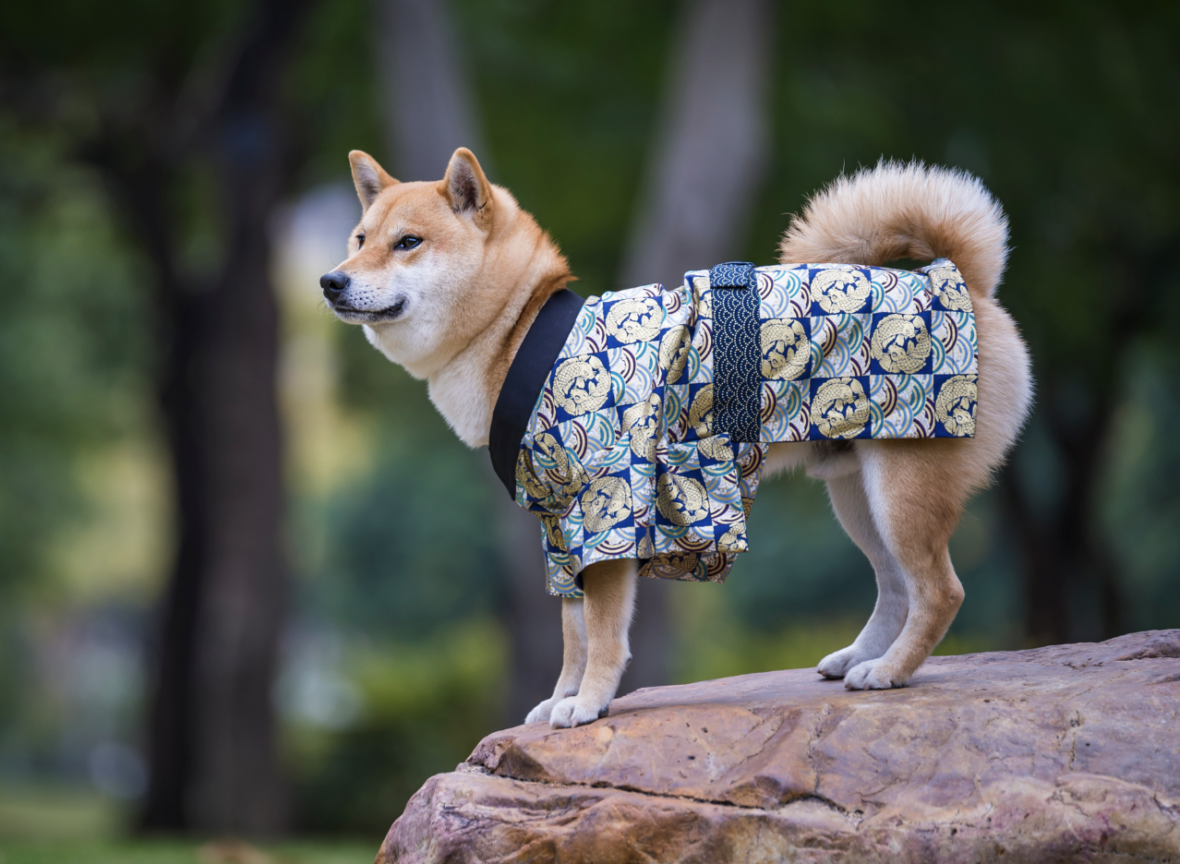 dog in japanese cloth