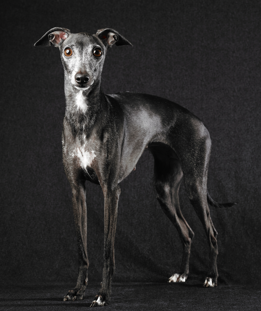 Dog Names Starting with S: Italian greyhound