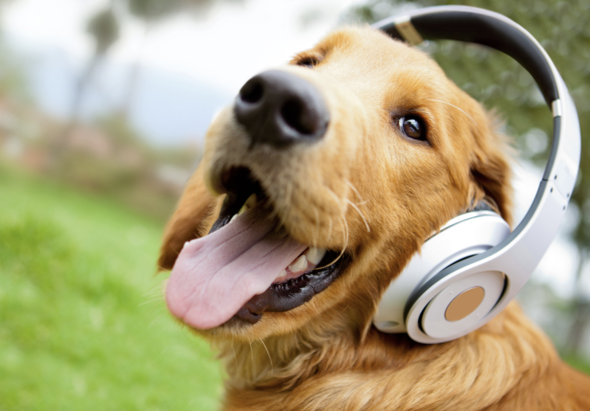 Dog Names Starting with S: A retriever with a headphone on