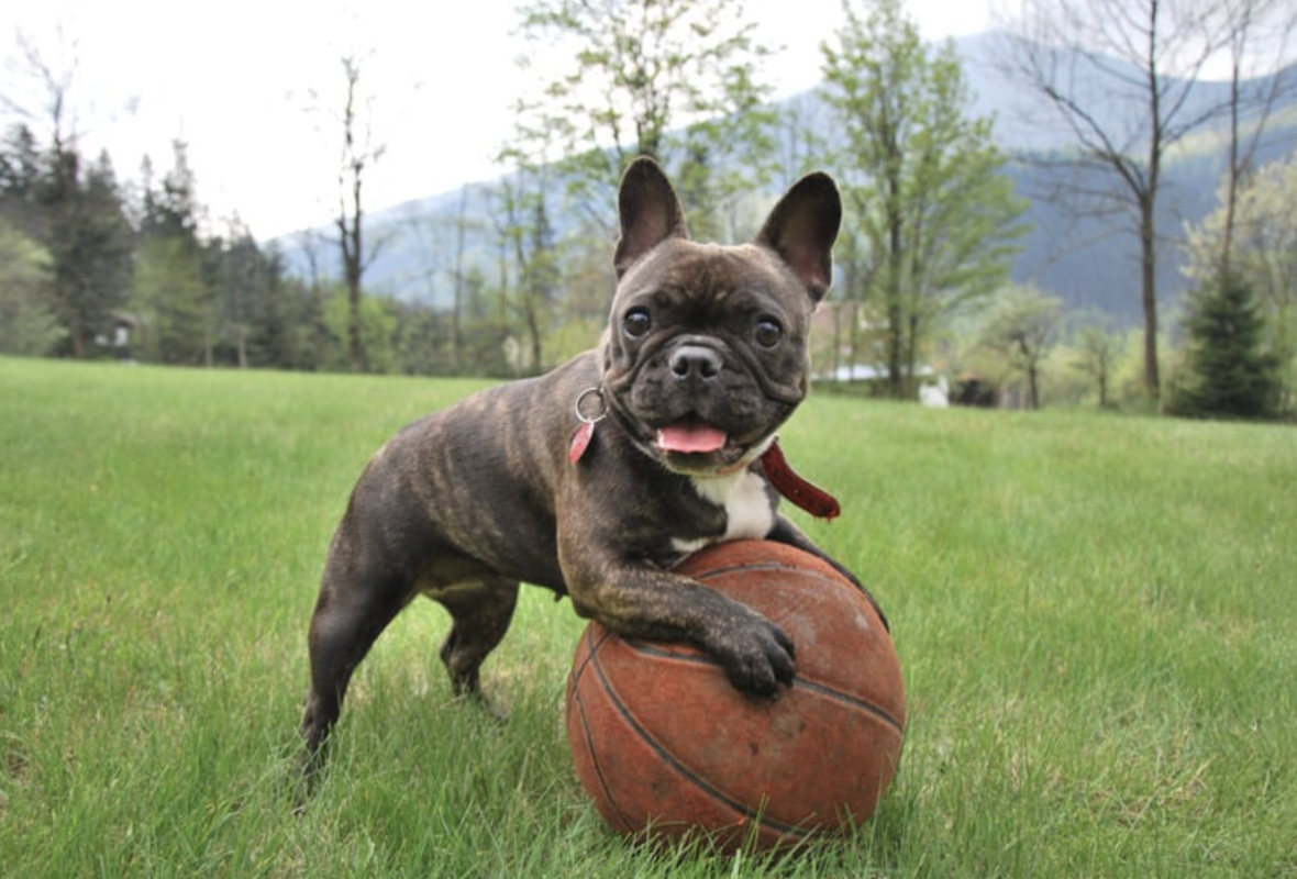 Basketball Dog Names - A Frenchie with a basketball ball