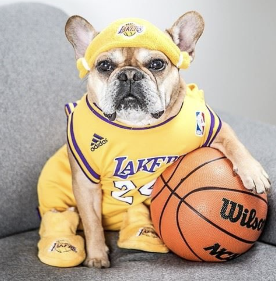 A frenchie in Lakers cloth-Basketball Dog Names