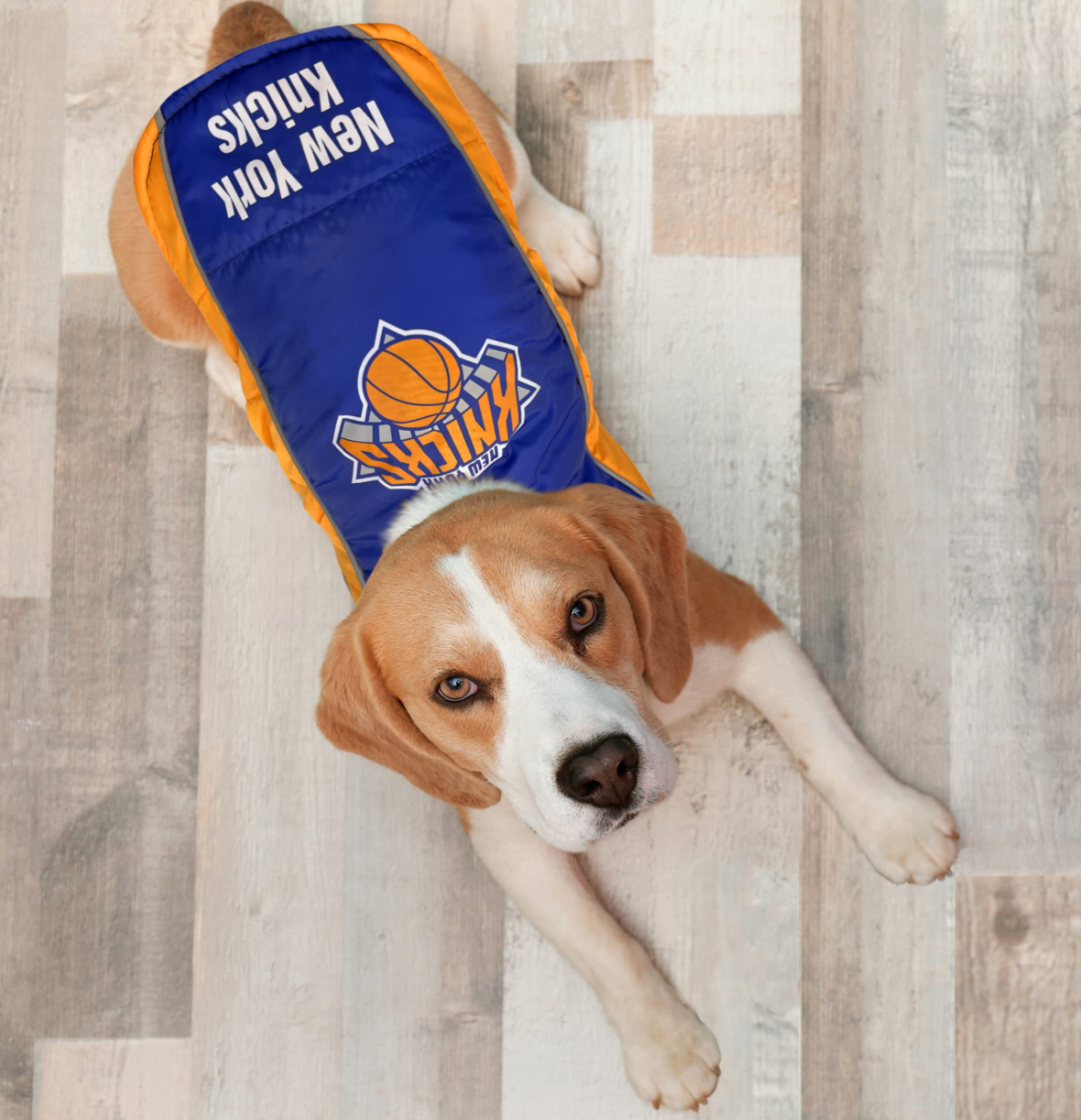 New York Knicks Basketball Dog Names