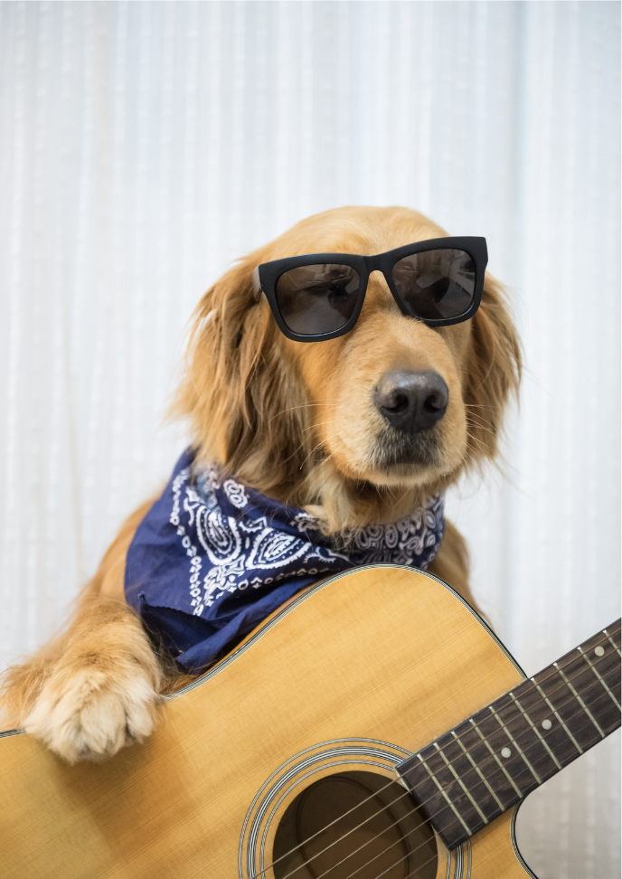 Musical Dog Names - golden retriever with a guitar