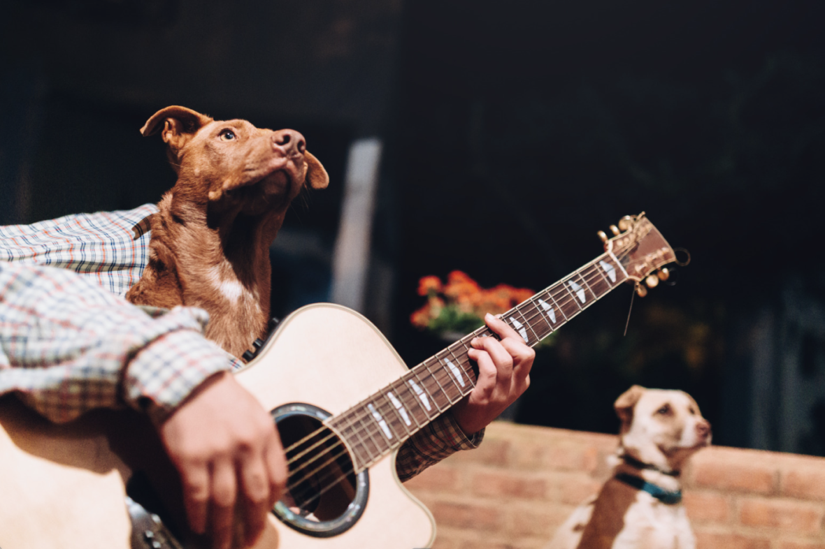 Blues - musical dog names