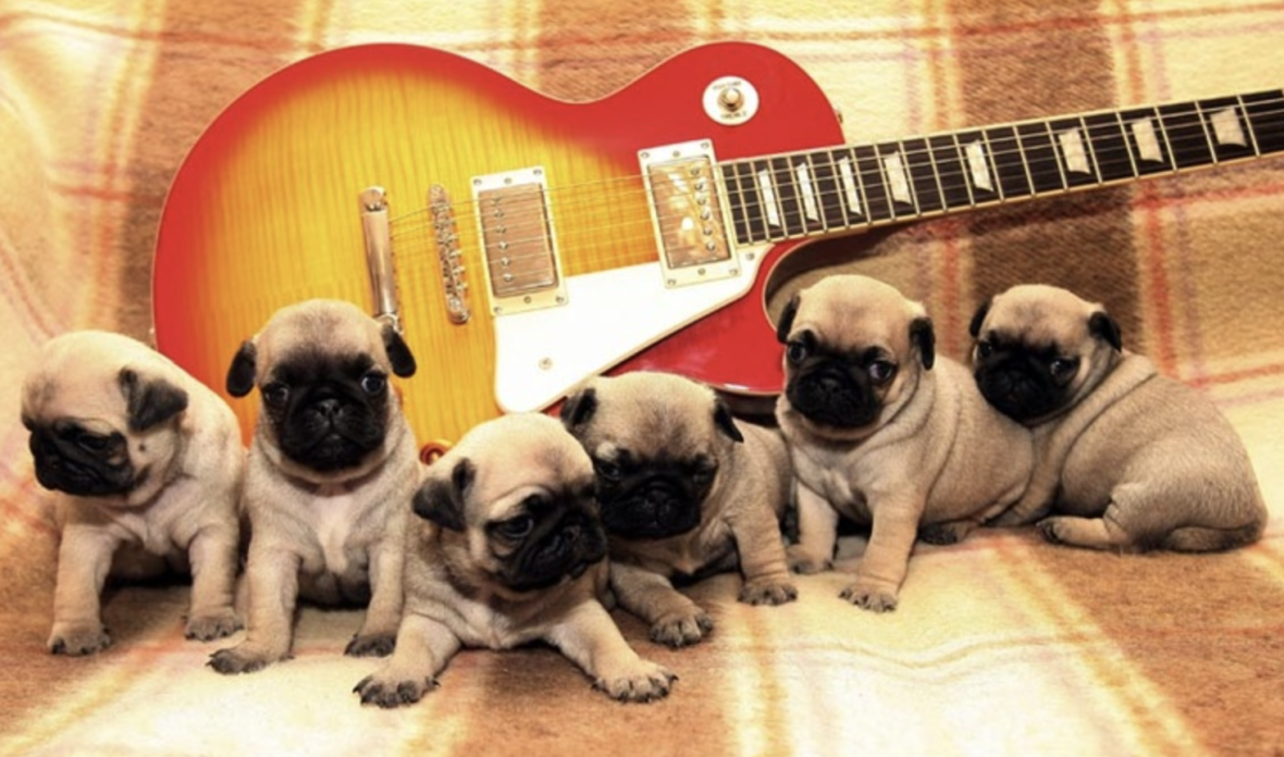 Musical dog names - rock n roll
