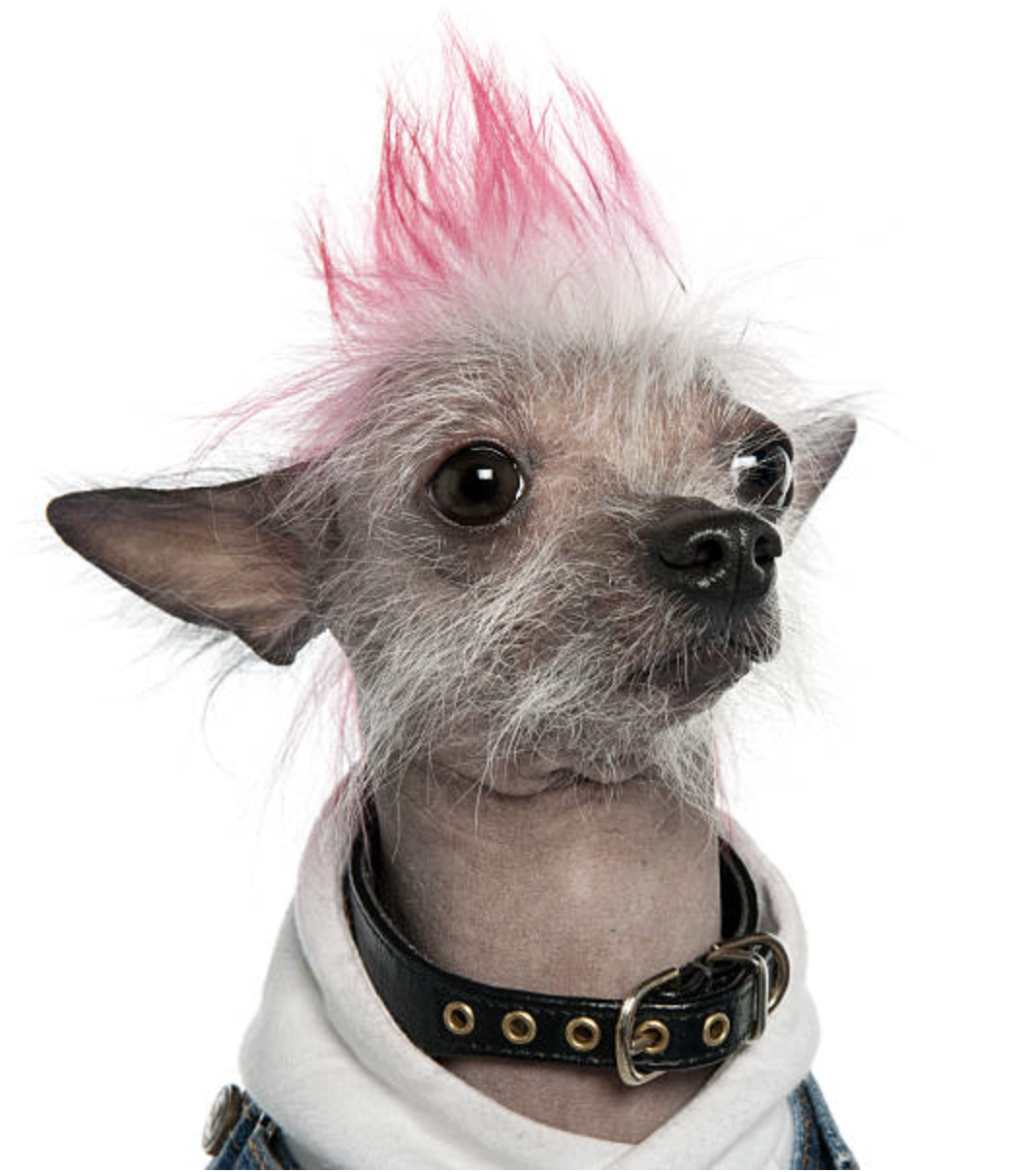 Punk Rock dog - Musical dog names