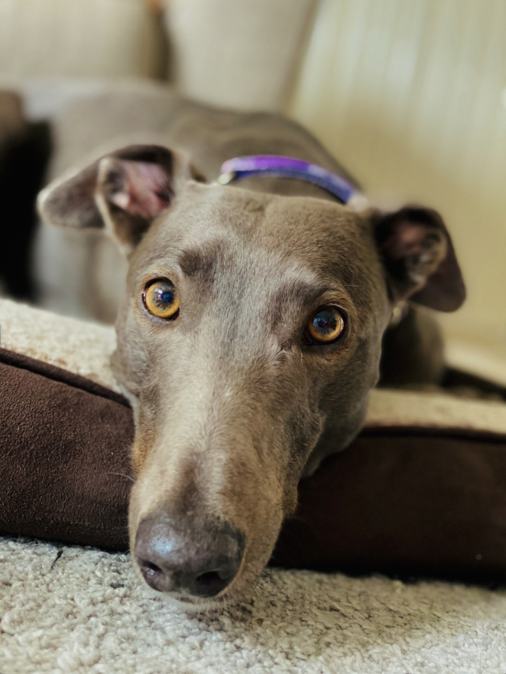 Are Greyhounds Hypoallergenic