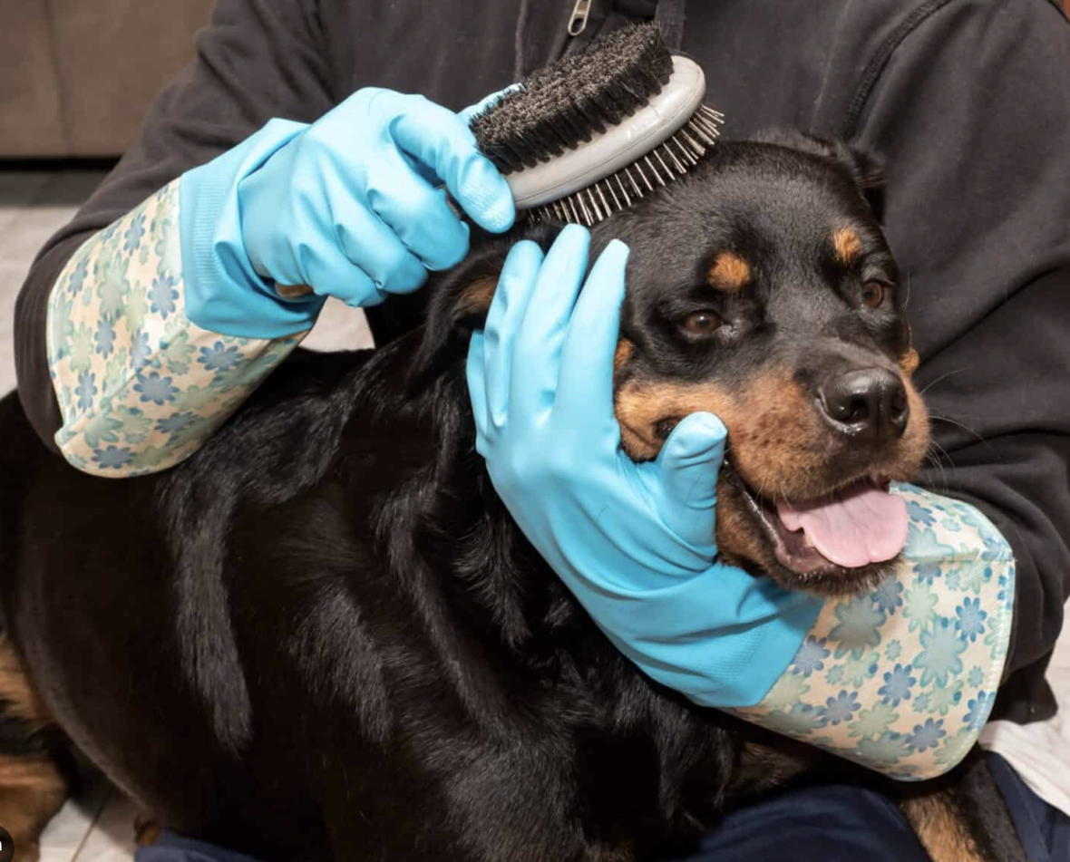 Are Rottweilers Hypoallergenic - grooming