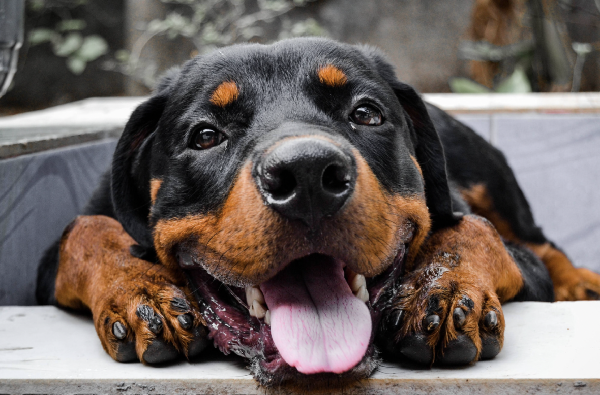Are Rottweilers Hypoallergenic