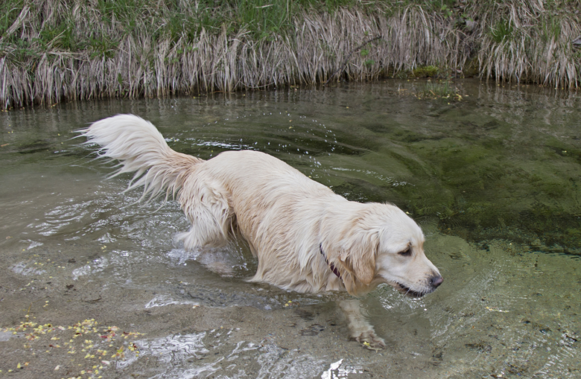 Blue Green Algae and dogs