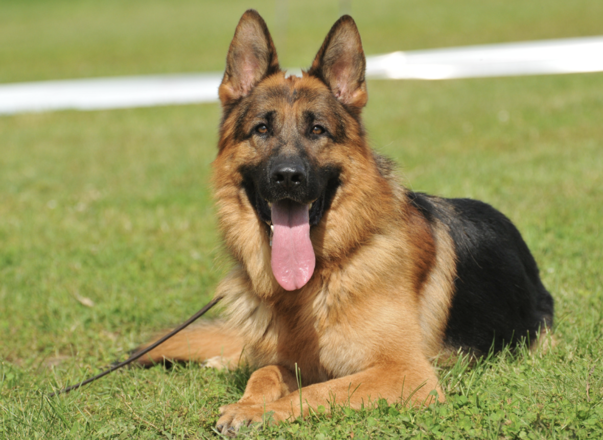 A German Shepherd: dog names starting with D