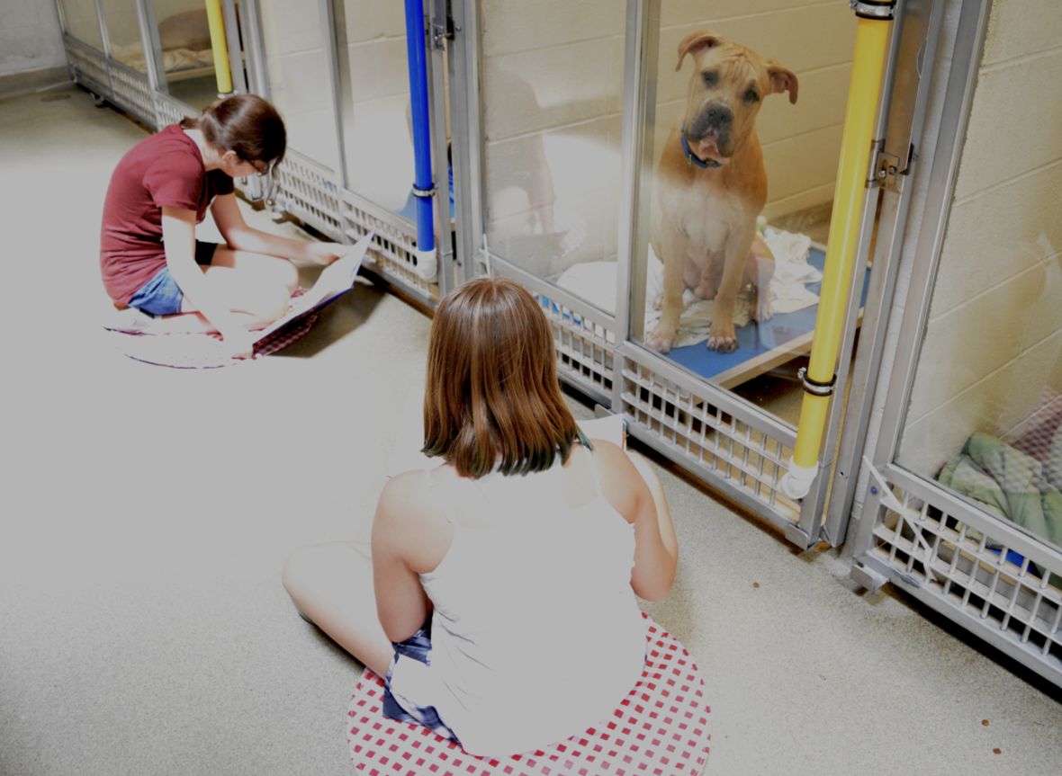 On-Demand Dog Programs: Shelter Buddies Reading Program