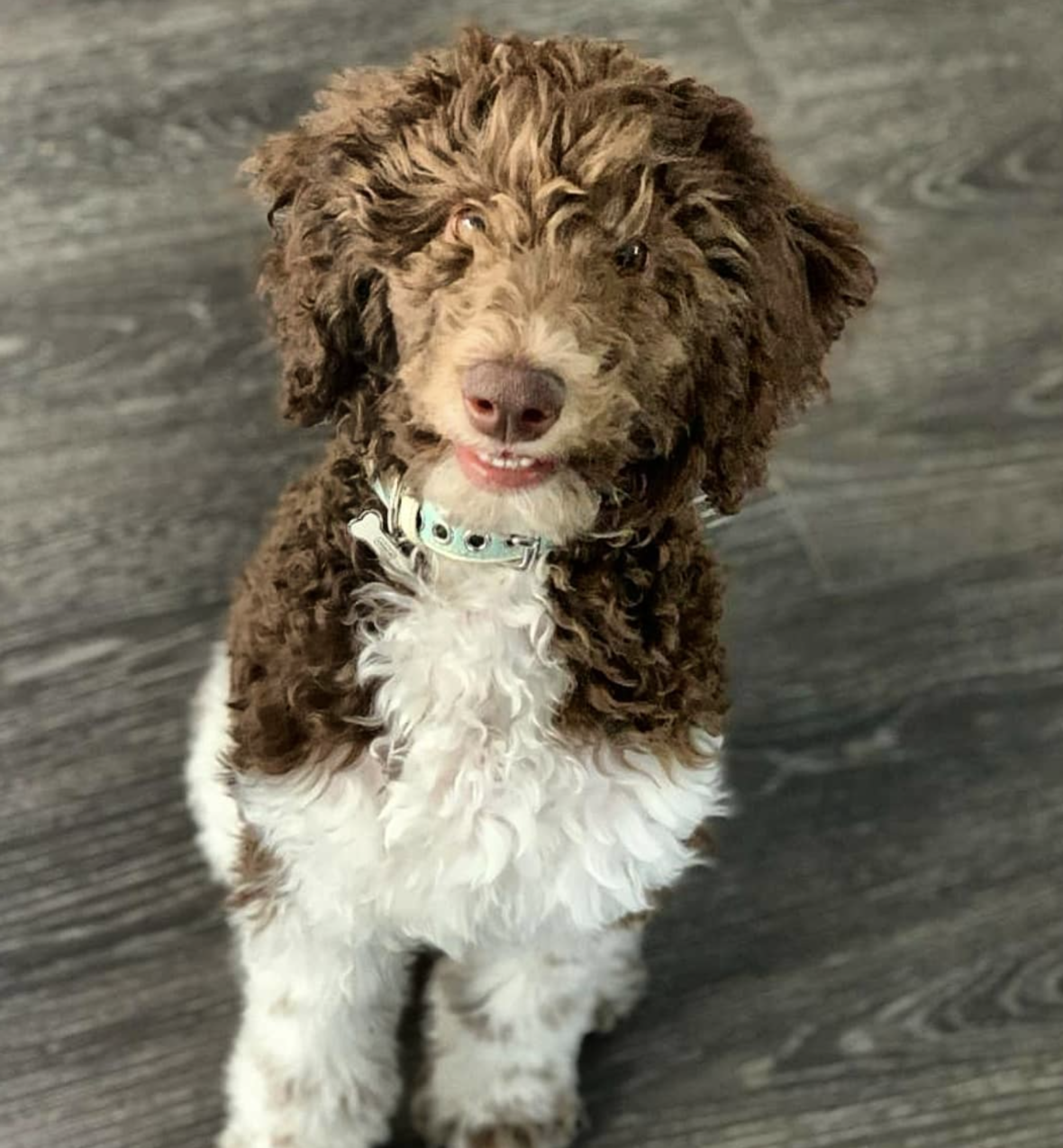Whiskey the Parti Goldendoodle